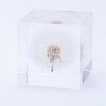 Sola cube dandelion specimen in clear acrylic