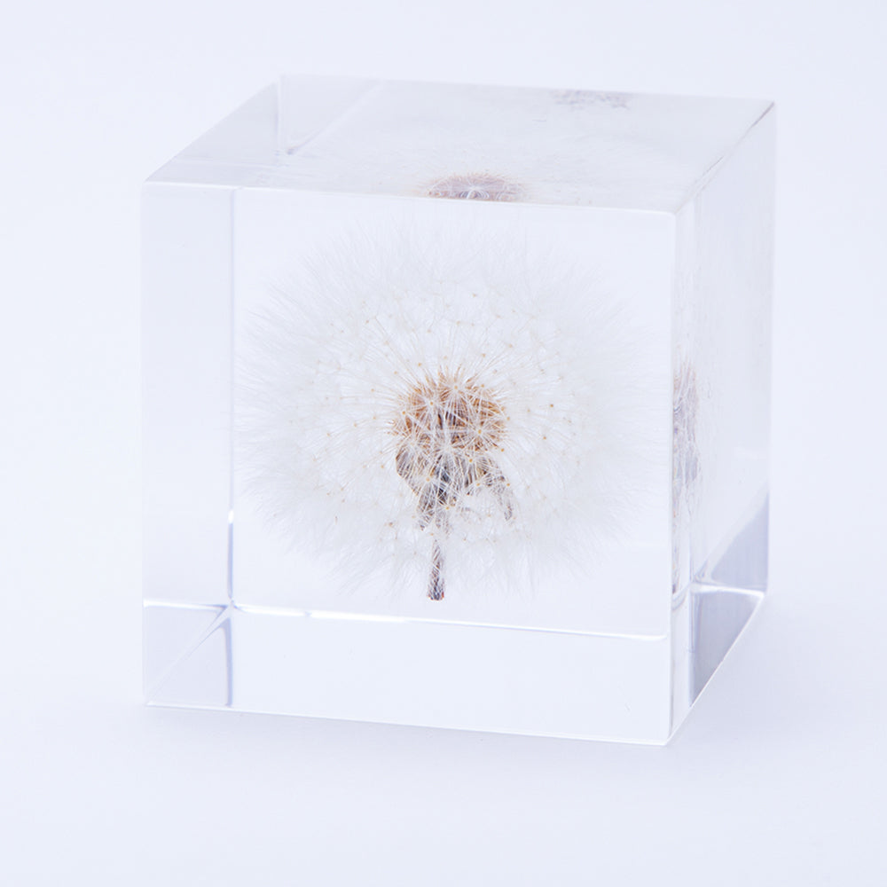 Sola cube dandelion specimen in clear acrylic